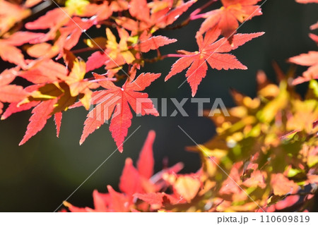 紅葉 110609819