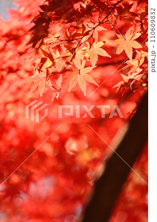紅葉 110609832