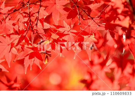 紅葉 110609833