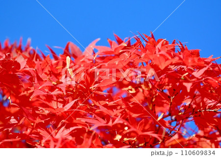 紅葉 紅葉 110609834
