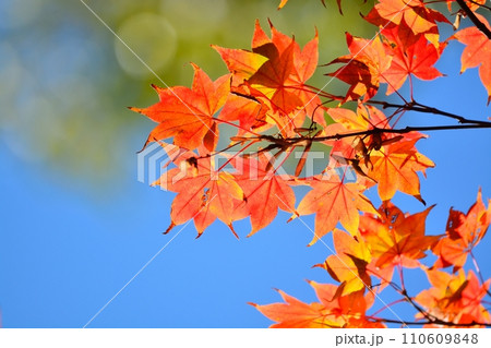 紅葉 110609848