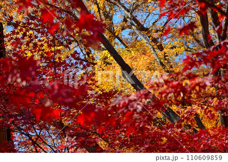 紅葉 110609859