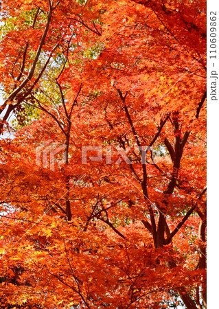 紅葉 110609862