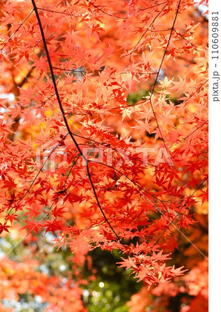 紅葉 110609881