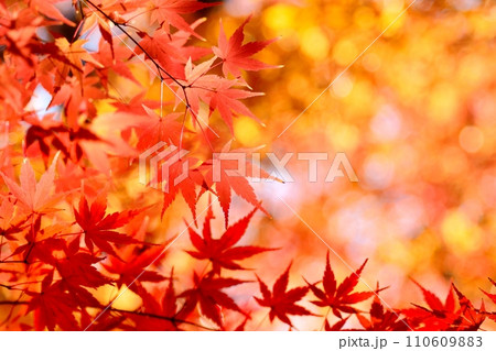 紅葉 110609883