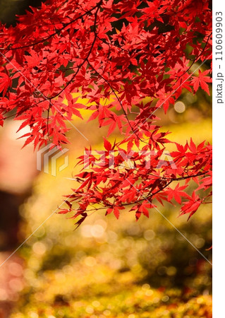 紅葉 110609903