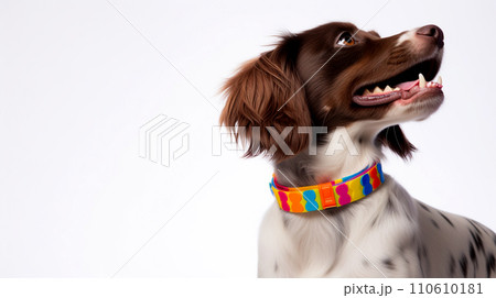 Dog Collars for Expressing Personality Dog Collars for Expressing Personality 110610181