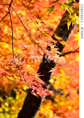鮮やかなカエデの紅葉 鮮やかなカエデの紅葉 110610621
