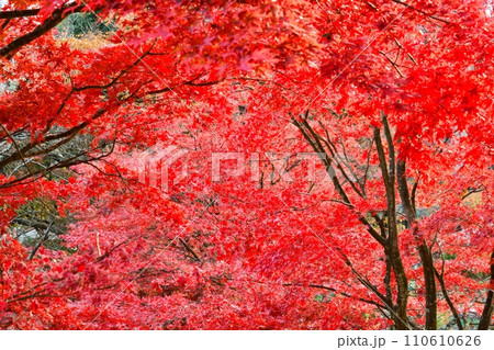 鮮やかなカエデの紅葉 鮮やかなカエデの紅葉 110610626
