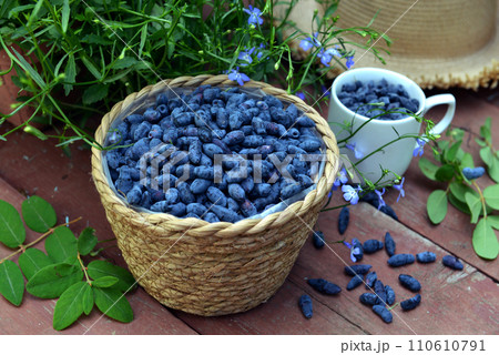 Haskap or honeysuckle berry in the wicker basket on the wooden planks. Summer garden background with countryside nature Haskap or honeysuckle berry in the wicker basket on the wooden planks. Summer garden background with countryside nature 110610791
