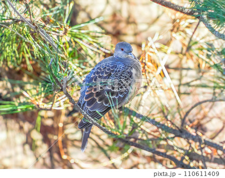 野鳥 キジバト 野鳥 キジバト 110611409
