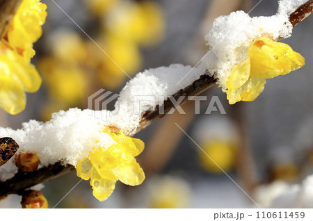 雪と蠟梅 110611459