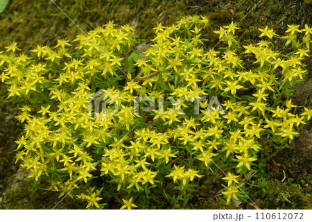 赤目渓谷の渓流沿いの岩場で群生して咲いている黄色の星状の花が綺麗なヒメレンゲ 110612072