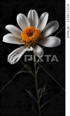 close up of daisy on dark background close up of daisy on dark background 110612329