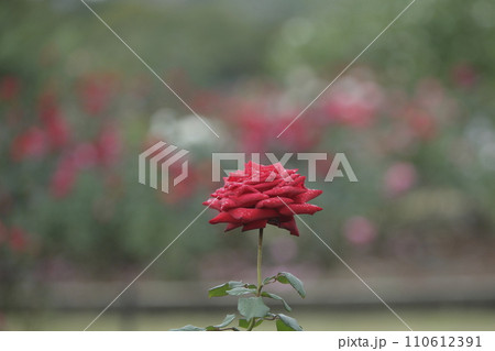 荒尾市 おもやい市民花壇 バラの花、 荒尾市 おもやい市民花壇 バラの花、 110612391