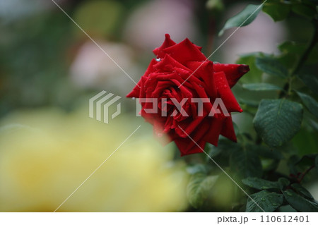 荒尾市　おもやい市民花壇　バラの花、 110612401