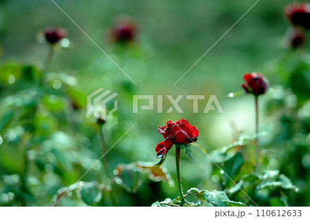 露に濡れる薔薇の花 110612633