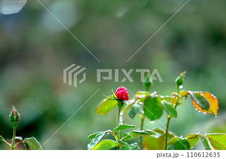 露に濡れる薔薇の花 110612635