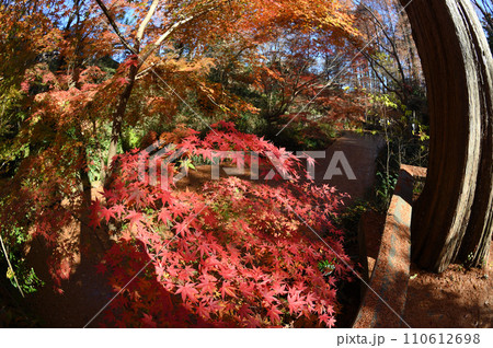 迫り来る紅葉　生田緑地 110612698