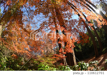 迫り来る紅葉 生田緑地 迫り来る紅葉 生田緑地 110612701