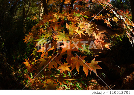 迫り来る紅葉　生田緑地 110612703