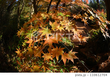 迫り来る紅葉　生田緑地 110612704