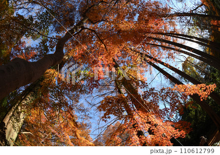迫り来る紅葉　生田緑地 110612799