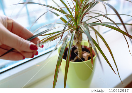 growing plants in flowerpot on windowsill house growing plants in flowerpot on windowsill house 110612917