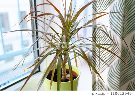 growing plants in flowerpot on windowsill house growing plants in flowerpot on windowsill house 110612949