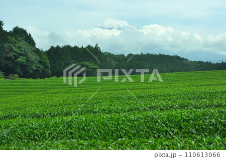 富士宮茶畑と富士山 110613066