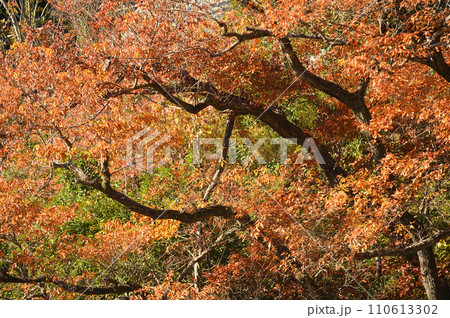 迫り来る紅葉　生田緑地 110613302