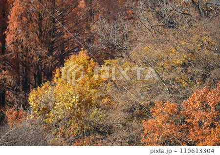 迫り来る紅葉　生田緑地 110613304
