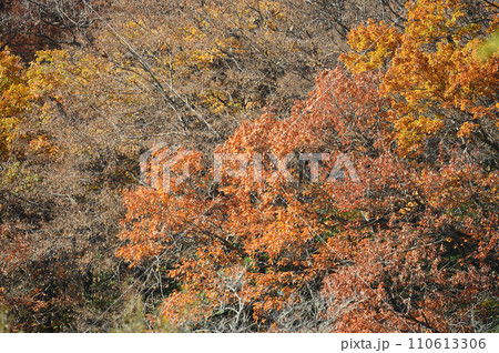 迫り来る紅葉 生田緑地 迫り来る紅葉 生田緑地 110613306