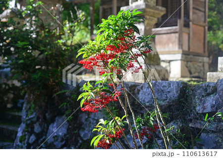 箕面瀧安寺境内の南天の実 110613617