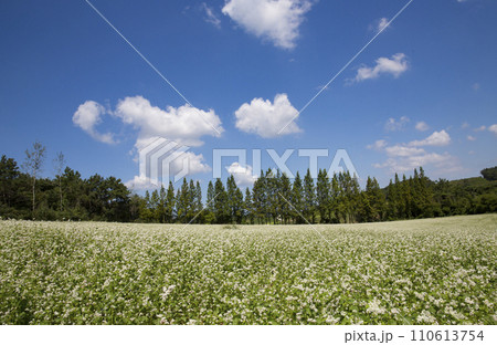 field of blooming lavender 110613754