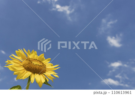 夏の花、向日葵畑の風景-10 夏の花、向日葵畑の風景-10 110613961