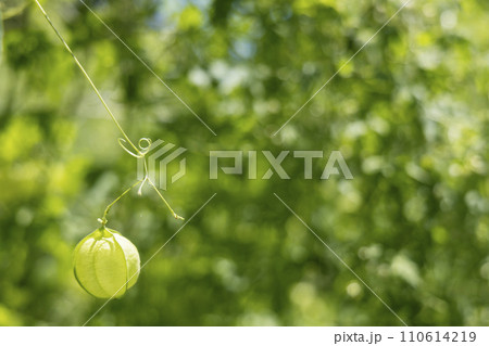 夏の植物、風船葛の風景-2 夏の植物、風船葛の風景-2 110614219