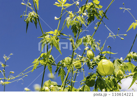 夏の植物、風船葛の風景-3 夏の植物、風船葛の風景-3 110614221