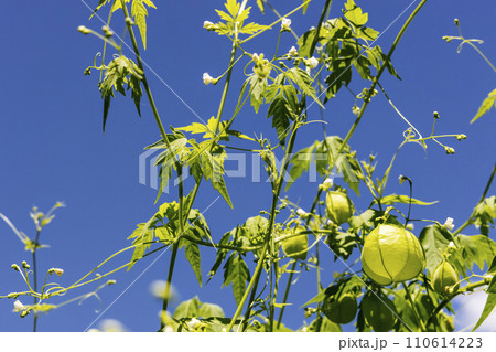 夏の植物、風船葛の風景-4 110614223