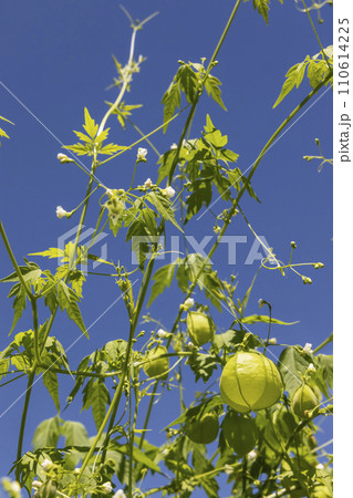 夏の植物、風船葛の風景-5 110614225