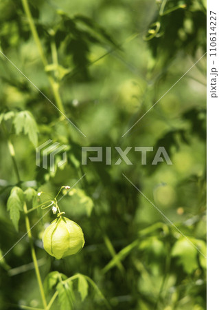 夏の植物、風船葛の風景-6 夏の植物、風船葛の風景-6 110614227