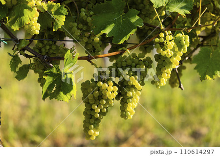 Vineyard with Hibernal near Cejkovice, Southern Moravia, Czech Republic Vineyard with Hibernal near Cejkovice, Southern Moravia, Czech Republic 110614297