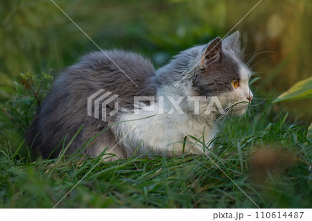 Outdoor cats physical activity in the garden. 110614487