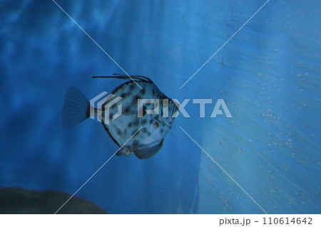 カガミダイ 110614642