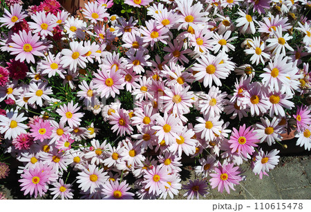 花壇いっぱい満開のマーガレット 花壇いっぱい満開のマーガレット 110615478