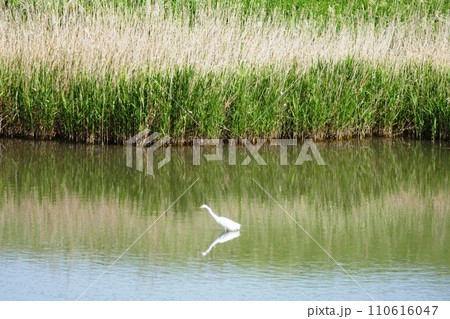新横浜散歩 110616047