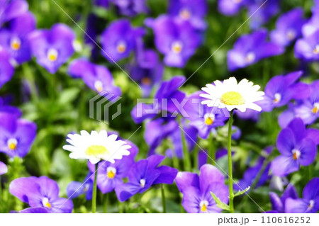 新横浜散歩 新横浜散歩 110616252