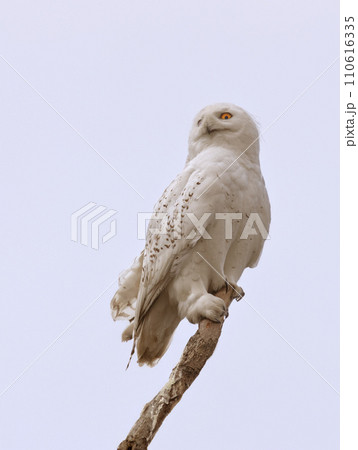 snowy owl isolated on white background snowy owl isolated on white background 110616335