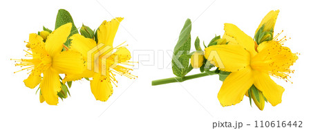 saint john's wort or Hypericum flowers isolated on white background 110616442
