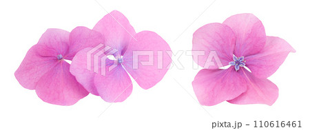 Pink Hydrangea flower isolated on white background 110616461